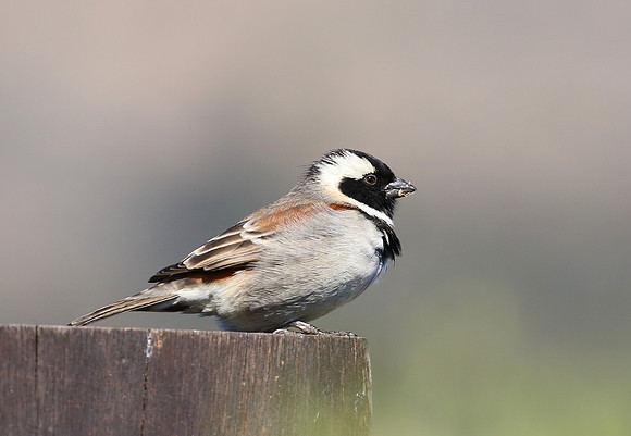 Cape Sparrow - Cape Town, South Africa