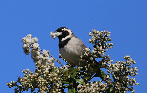 Cape Sparrow - Cape Town, South Africa