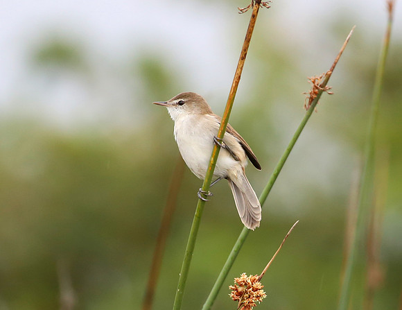Lesser Swamp Warbler - Cape Town, South Africa