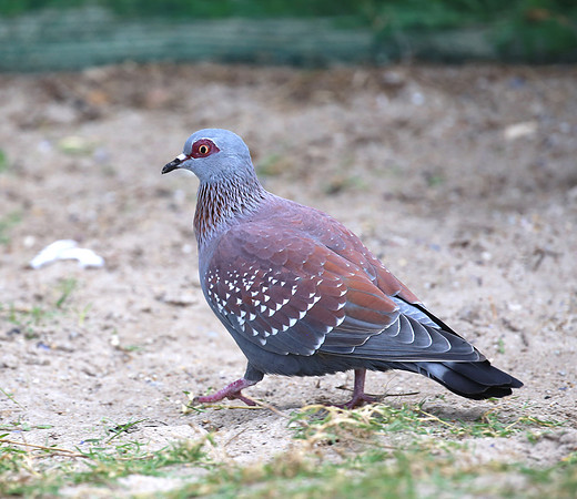 Speckled Pigeon - Cape Town, South Africa