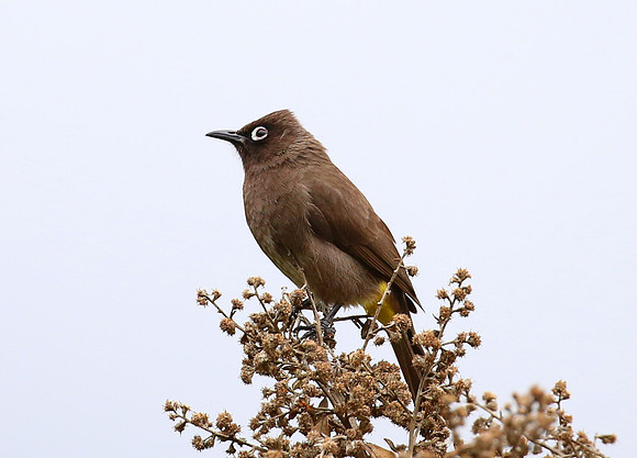 Cape Bulbul - Cape Town, South Africa