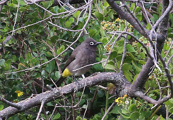 Cape Bulbul - Cape Town, South Africa