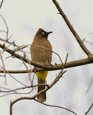 Cape Bulbul - Cape Town, South Africa