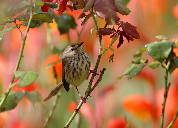 Karoo Prinia - Cape Town, South Africa