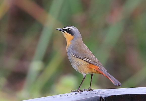 Cape Robin-chat - Cape Town, South Africa