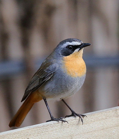 Cape Robin-chat - Cape Town, South Africa
