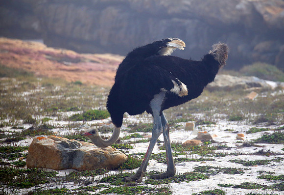 Common Ostrich - Cape of Good Hope, South Africa