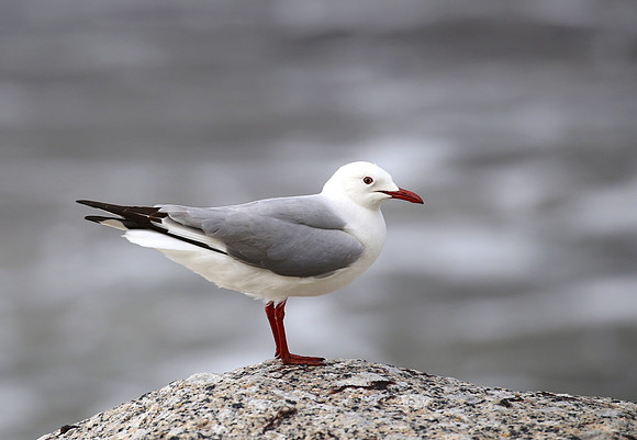 Hartlaub's Gull - Cape Town, South Africa