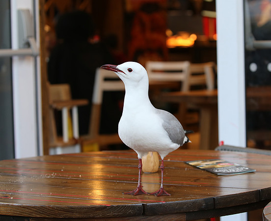 Hartlaub's Gull - Cape Town, South Africa