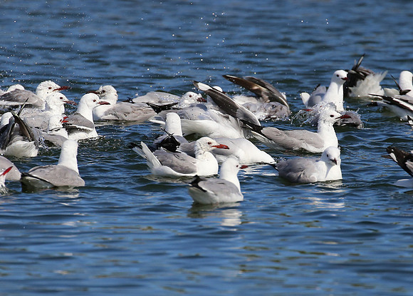 Hartlaub's Gull - Cape Town, South Africa