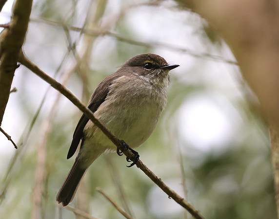 Sickle-winged Chat - Cape Town, South Africa