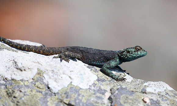 Southern Rock Agama - Cape of Good Hope, South Africa