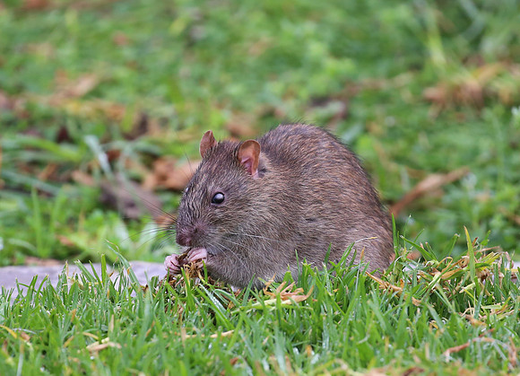 Norway Rat - Cape Town, South Africa