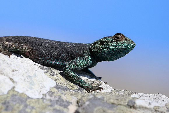 Southern Rock Agama - Cape of Good Hope, South Africa