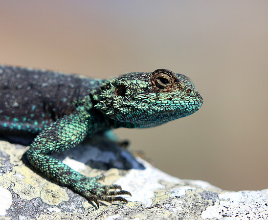 Southern Rock Agama - Cape of Good Hope, South Africa