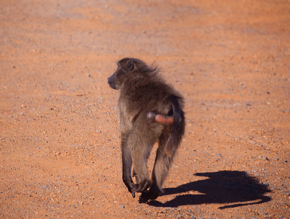 Chacma Baboon - Cape of Good Hope, South Africa