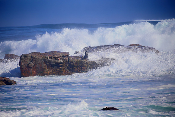 Brown Fur Seal - Cape of Good Hope, South Africa