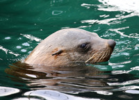 Brown Fur Seal - Cape Town, South Africa