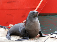 Brown Fur Seal - Cape Town, South Africa