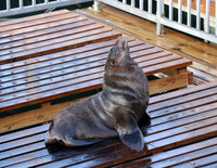 Brown Fur Seal - Cape Town, South Africa