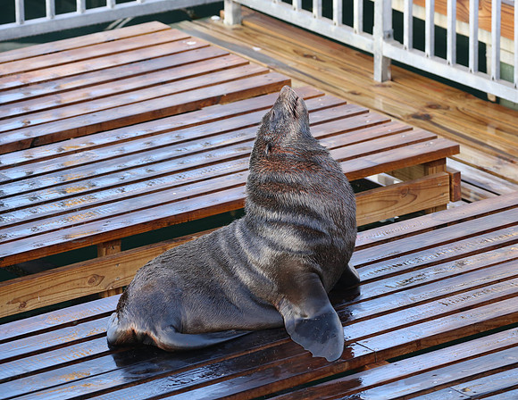 Brown Fur Seal - Cape Town, South Africa