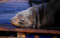 Brown Fur Seal - Cape Town, South Africa