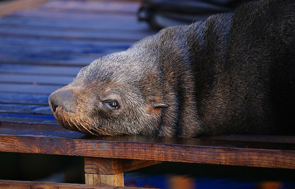 Brown Fur Seal - Cape Town, South Africa