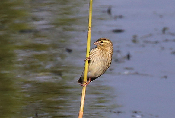Orange Bishop (female) - Cape Town, South Africa