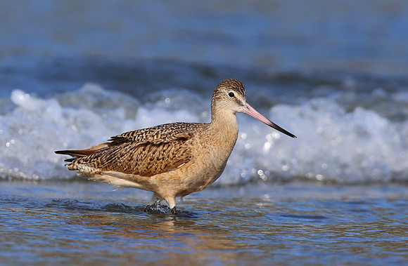 Marbled Godwit - Malibu, California