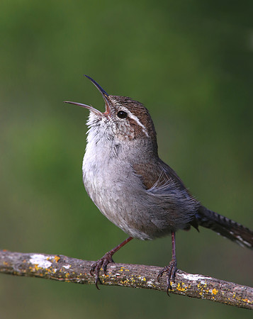 Bewick's Wren - Rancho Siera Vista - Newberry Park, California