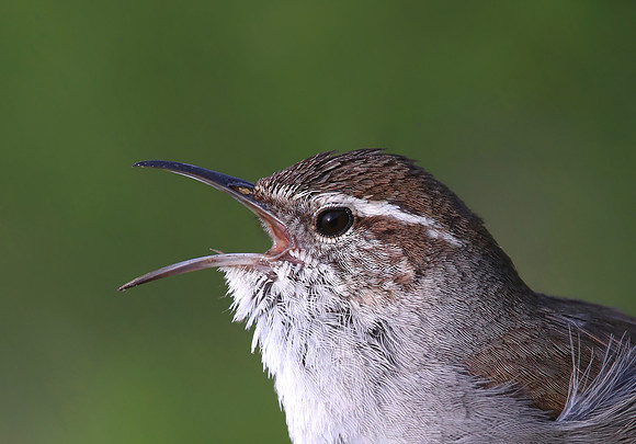 Bewick's Wren - Rancho Siera Vista - Newberry Park, California