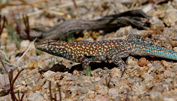 Side Blotched Lizard - Alabama Hills, California