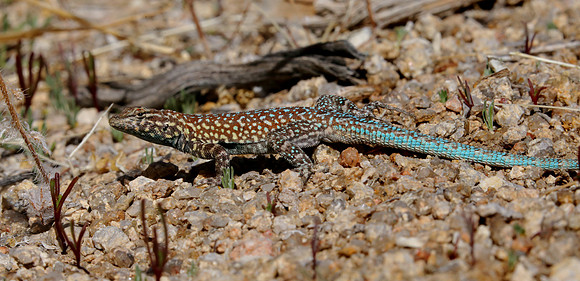 Side Blotched Lizard - Alabama Hills, California