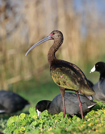 White-faced Ibis - Camarillo, California