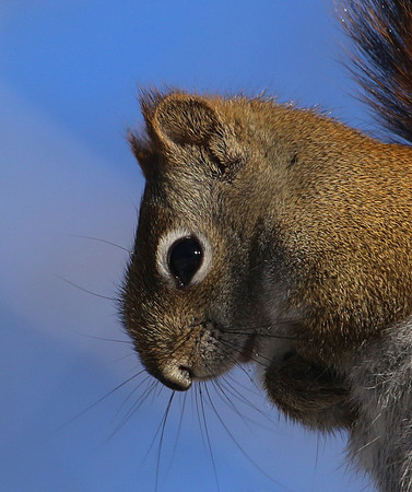 Red Squirrel - Sax Zim Bog, MN