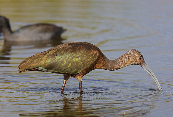White-faced Ibis - Ventura, California