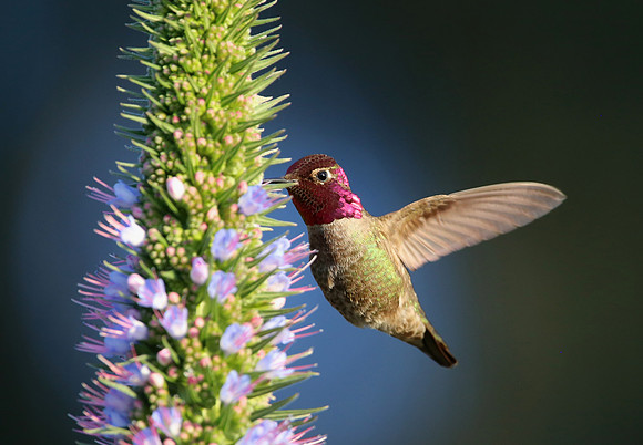 Anna's Hummingbird on Echium candicans - Camarillo, California