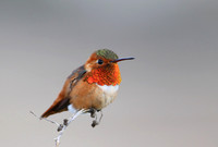 Allen's Hummingbird - Camarillo, California