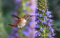 Allen's Hummingbird on Echium candicans - Camarillo, California