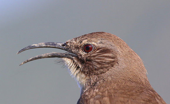 California Thrasher - Camarillo, California