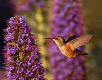 Allen's Hummingbird on Echium candicans - Camarillo, California