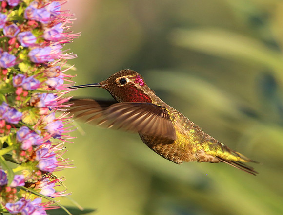 Anna's Hummingbird on Echium candicans - Camarillo, California