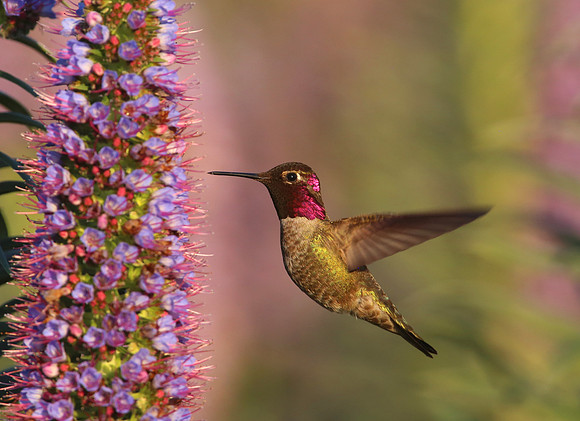 Anna's Hummingbird on Echium candicans - Camarillo, California
