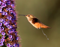 Allen's Hummingbird on Echium candicans - Camarillo, California