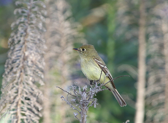 Pacific-slope Flycatcher - Camarillo, California