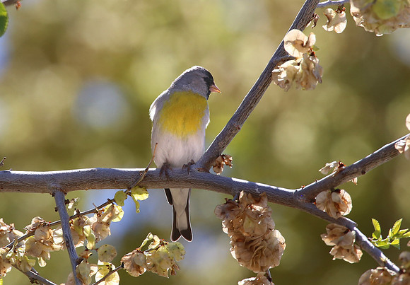 Lawrence's Goldfinch - Ventucopa, California