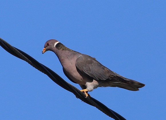Band-tailed Pigeon - Ventura, California