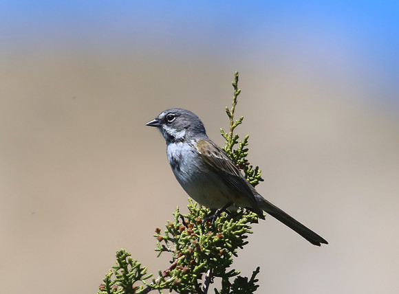 Bell's Sparrow - Ventucopa, California