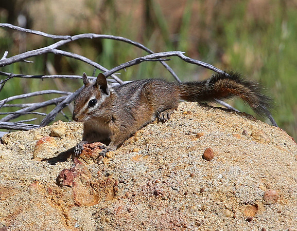 Merriam's Chipmunk - Los Padres National Forest, California