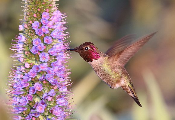 Annas's Hummingbird - Camarillo, California